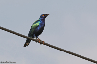 Lamprotornis purpureus; Purple starling; Purpurglansstare