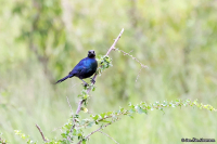 Lamprotornis purpuroptera; Rüppell's long-tailed starling; Rüppellglansstare