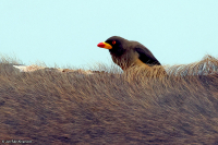 Buphagus africanus; Yellow-billed oxpecker; Gulnäbbad oxhackare