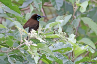 Chalcomitra rubescens; Green-throated sunbird; Grönstrupig solfågel