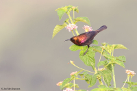 Cinnyris cupreus; Copper sunbird; Kopparsolfågel