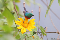 Cinnyris erythrocercus; Red-chested sunbird; Rödbröstad solfågel