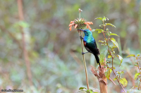 Cinnyris erythrocercus; Red-chested sunbird; Rödbröstad solfågel