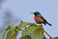 Cinnyris erythrocercus; Red-chested sunbird; Rödbröstad solfågel