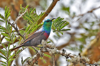 Cinnyris mariquensis; Marico [Mariqua] sunbird; Mariquasolfågel