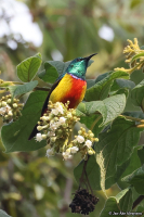 Cinnyris regius; Regal sunbird; Kungssolfågel
