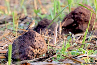 Anthus leucophrys; Plain-backed pipit; Brunryggig piplärka