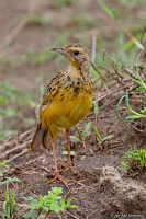 Macronyx croceus; Yellow-throated longclaw; Gulstrupig-piplärka