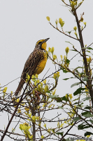 Macronyx croceus; Yellow-throated longclaw; Gulstrupig piplärka