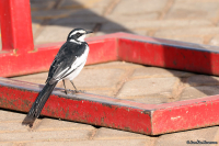 Motacilla aguimp; African pied wagtail; Brokärla