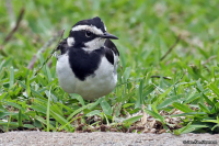 Motacilla aguimp; African pied wagtail; Brokärla
