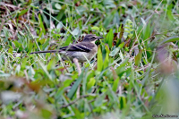 Motacilla capensis; Cape [Wells's] wagtail; Kapärla