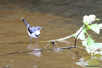 Motacilla clara; Mountain wagtail; Bergärla