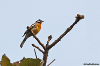 Emberiza flaviventris; Golden-breasted bunting; Guldbröstad sparv