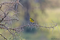 Serinus mozambicus; Yellow-fronted canary; Savannsiska