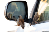 Passer griseus; Northern grey-headed sparrow; Bysparv