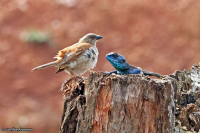 Passer griseus; Northern grey-headed sparrow; Bysparv
