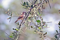 Passer shelleyi; Shelley's sparrow; Törnsparv