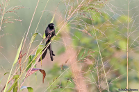 Euplectes ardens; Red-collared widowbird; Rödhalsad vidafink