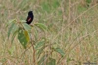Euplectes axillaris; Fan-tailed widowbird; Kortstjärtad vidafink