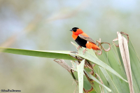 Euplectes franciscanus; Northern red bishop; Svartpannad eldvävare