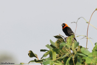 Euplectes gierowii; Black bishop; Orangekragad eldvävare