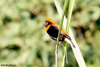 Euplectes hordeaceus; Black-winged red bishop; Svartvingad eldvävare