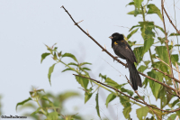 Euplectes macroura; Yellow-mantled widowbird; Gulryggig vidafink