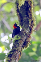 Malimbus rubricollis; Red-headed malimbe; Rödhuvad malimbe