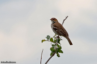 Plocepasser superciliosus; Chestnut-crowned sparrow-weaver; Brunkronad sparvvävare