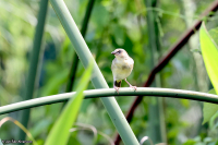 Ploceus castanops; Northern brown-throated weaver; Victoriavävare