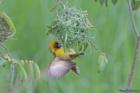 Ploceus castanops; Northern brown-throated weaver; Victoriavävare