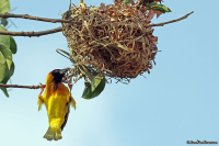 Ploceus cucullatus; Village weaver; Byvävare