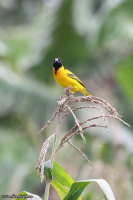 Ploceus cucullatus; Village weaver; Byvävare
