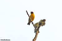 Ploceus insignis; Brown-capped weaver; Brunkronad vävare