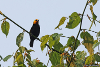 Ploceus melanogaster; Black-billed weaver; Svartbukig vävare
