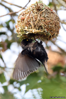 Ploceus nigerrimus; Vieillot's black weaver; Svartvävare