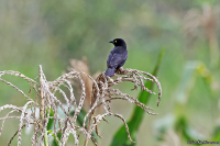 Ploceus nigerrimus; Vieillot's black weaver; Svartvävare