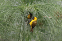 Ploceus pelzelni; Slender-billed weaver; Smalnäbbad vävare