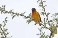 Ploceus taeniopterus; Northern masked weaver; Nordlig maskvävare
