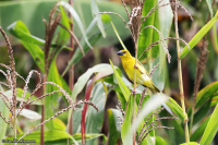 Ploceus xanthops; Holub's golden weaver; Saffransvävare