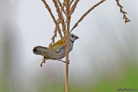 Delacourella capistrata; Gray-headed oliveback; Vitkindad astrild