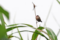Estrilda astrild; Common [St Helena] waxbill; Helenaastrild