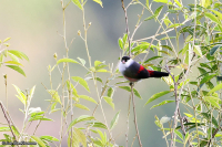 Estrilda nonnula; Black-crowned waxbill; Nunneastrild