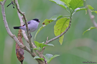Estrilda nonnula; Black-crowned waxbill; Nunneastrild