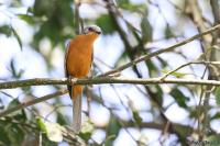 Empidornis semipartitus; African silverbird; Silverflugsnappare