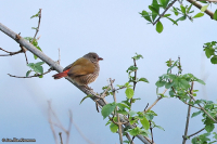 Pytilia melba; Green-winged pytilia; Melbaastrild