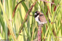 Spermestes bicolor; Black-and-white mannikin; Svartvit munia