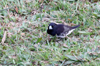 Spermestes bicolor; Black-and-white mannikin; Svartvit munia