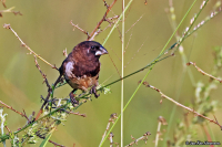 Spermestes cucculata; Bronze mannikin; Bronsmunia